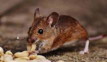 24 Hour & Emergency Exterminators in Nisson, WA